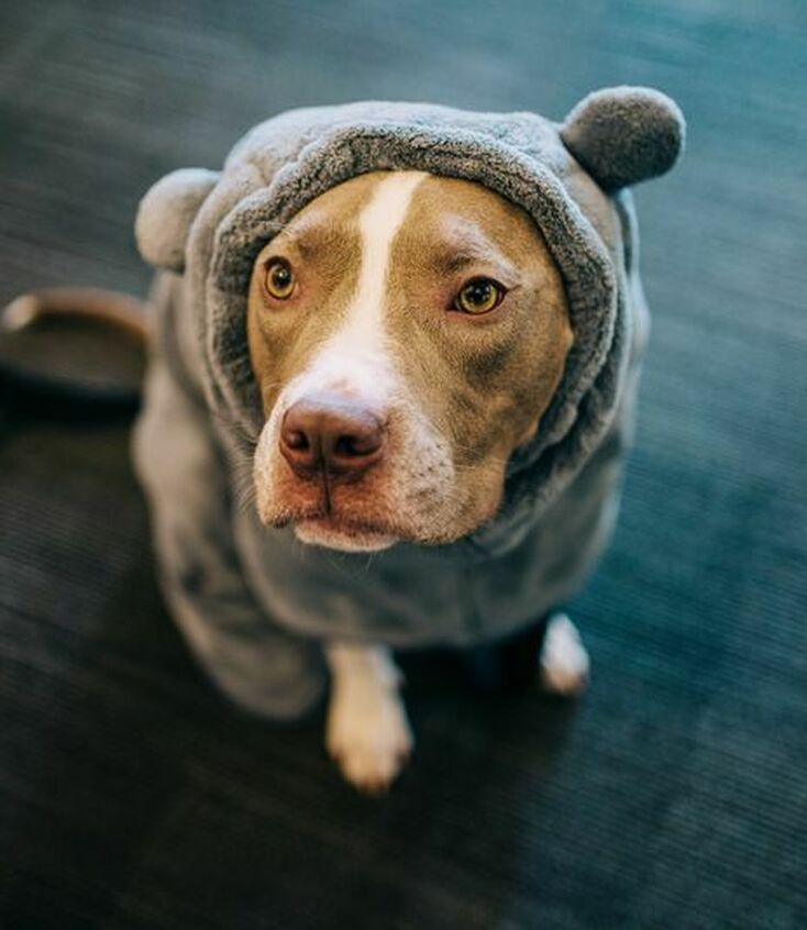 Dog in a hippo costume